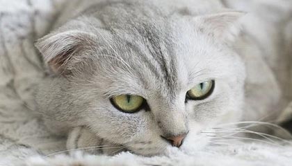 恨铁不成钢？王皓真怒了+狠批黄友政：在场上晃晃悠悠的 要死不活