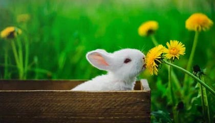 羽毛球世锦赛女单决赛，陈雨菲获得亚军